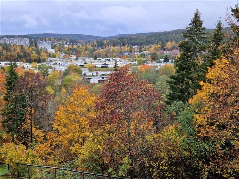 Selgers Bildet Galleribilde