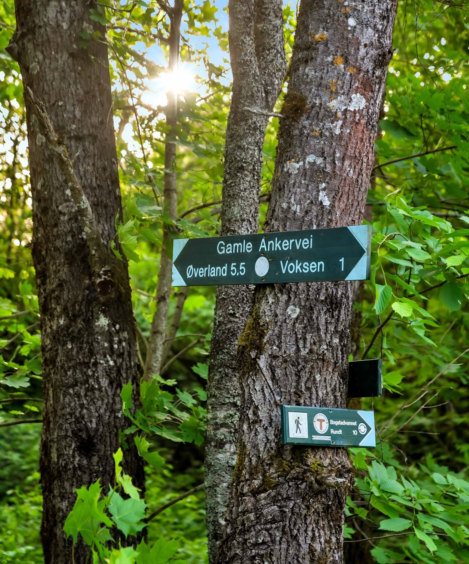 Marka ligger en kort tur unna og det ligger flotte turstier rundt jordene langs Griniveien. Galleribilde