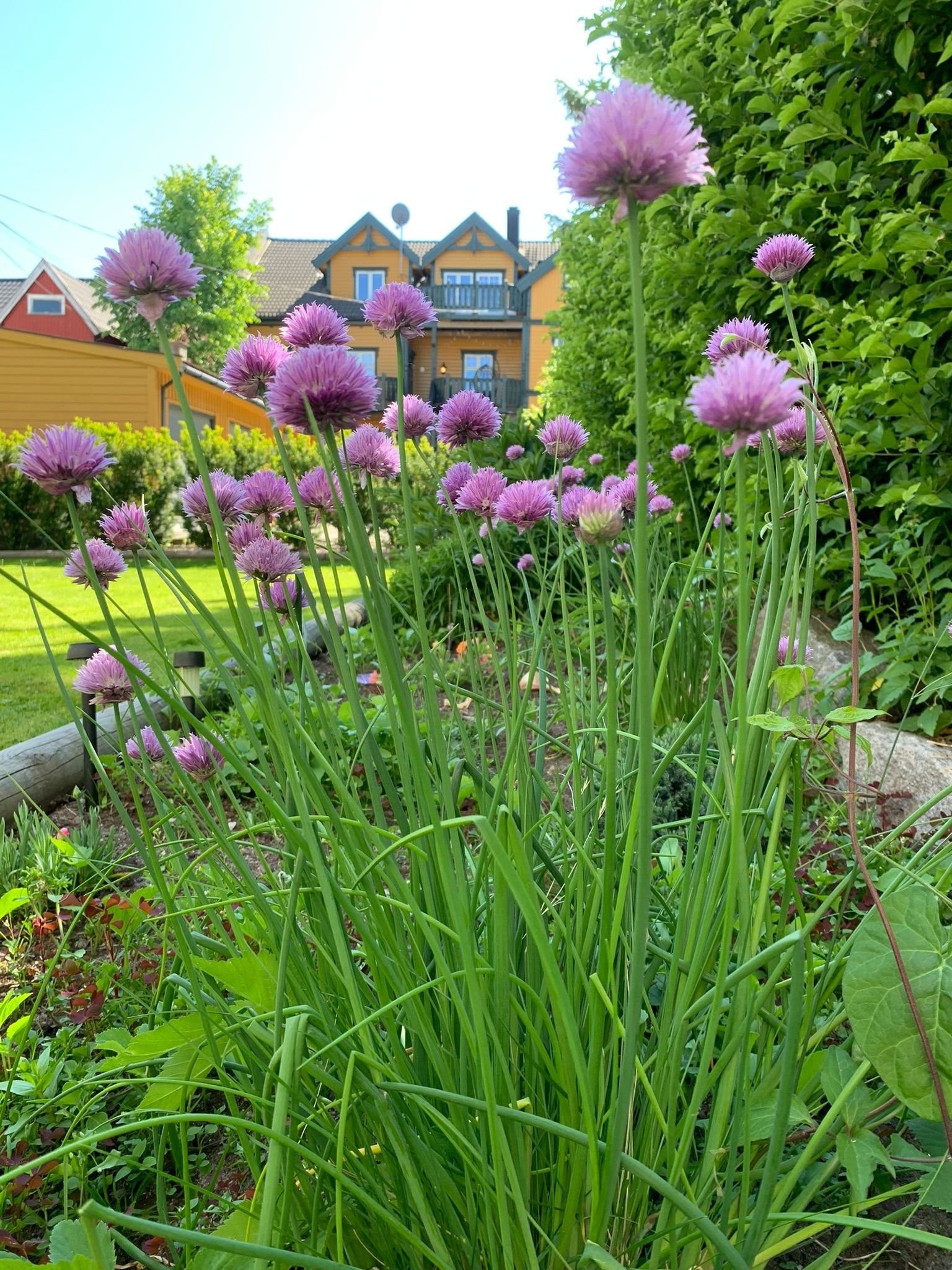Blomsterentusiast! Alle er velkommen til å plante blomster i felleshagen! Galleribilde