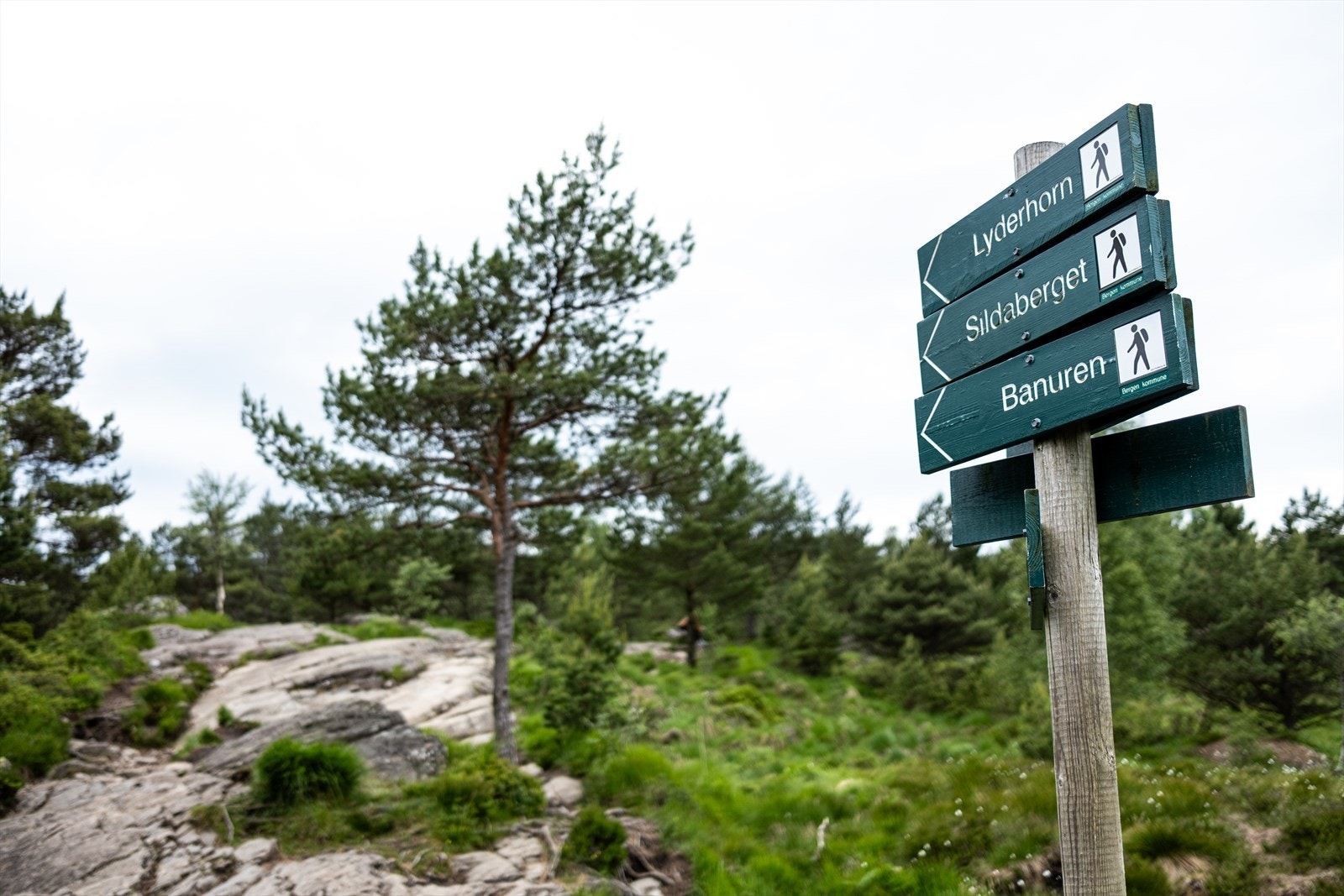 Lyderhorn byr på nydelig utsikt og svettegaranti. Galleribilde