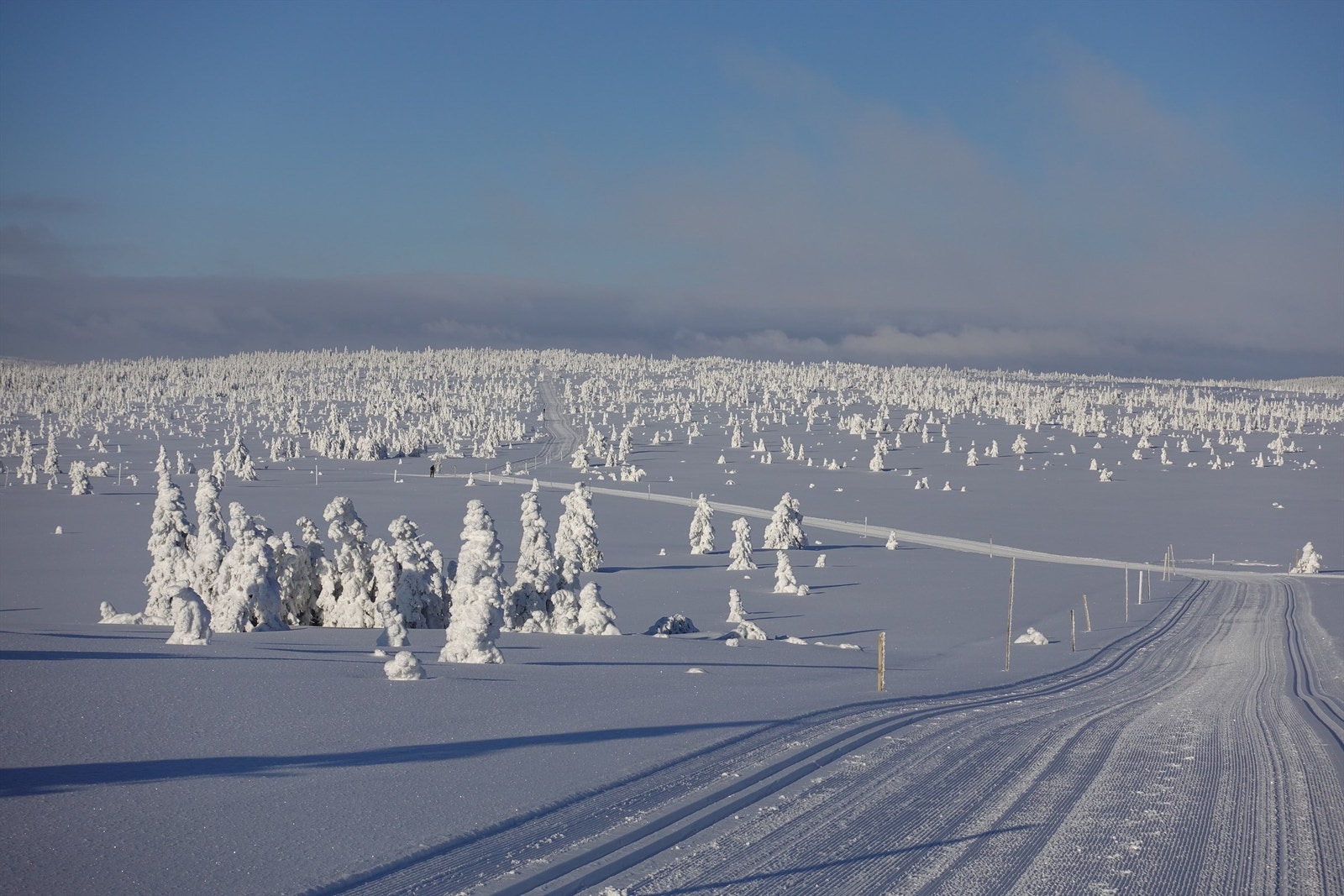 Hedmarksvidda - Et langrennsparadis. Foto: Løiten Almenning. Galleribilde