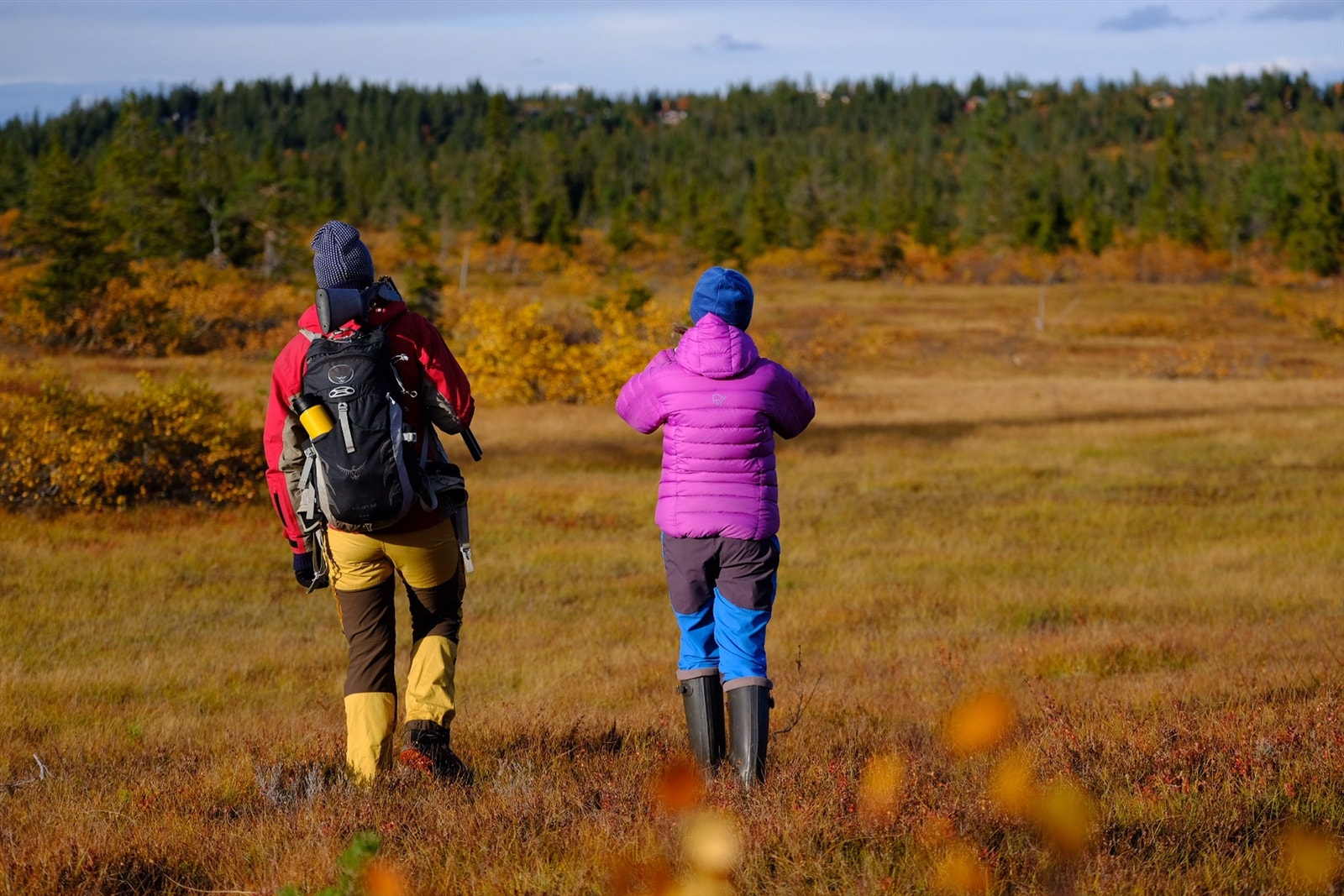 Foto: Løiten Almenning. Galleribilde