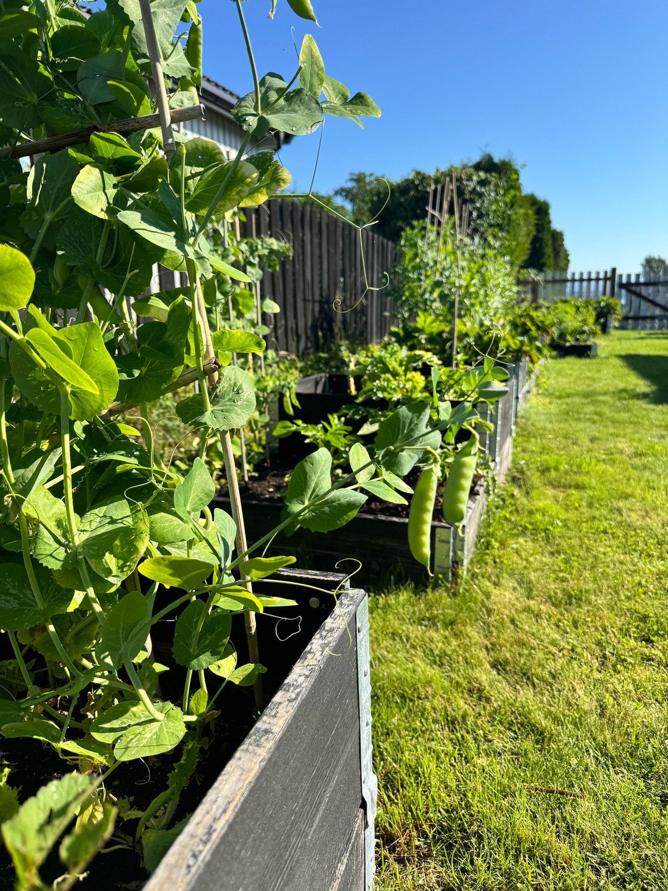 Sukkererter Galleribilde