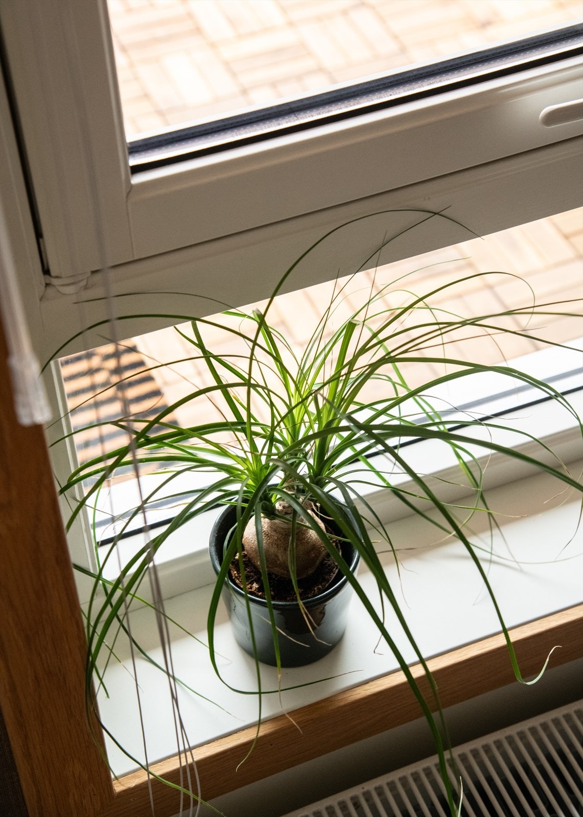 Detalj fra vinduskarmen. Galleribilde