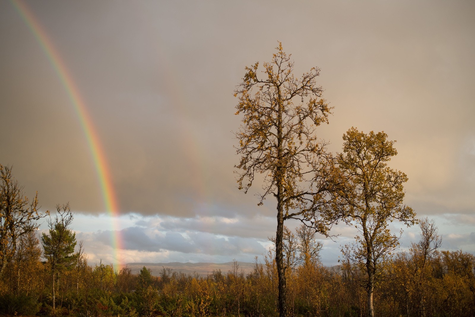 Selgers eget bilde fra annen årstid Galleribilde