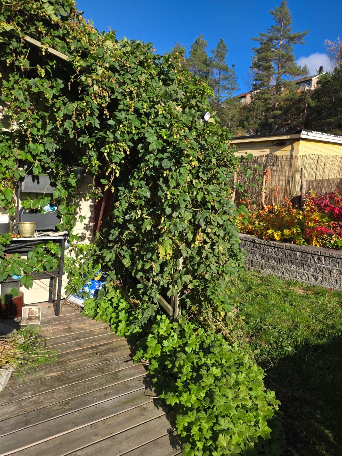 Eier sine private sommerbilder. Galleribilde