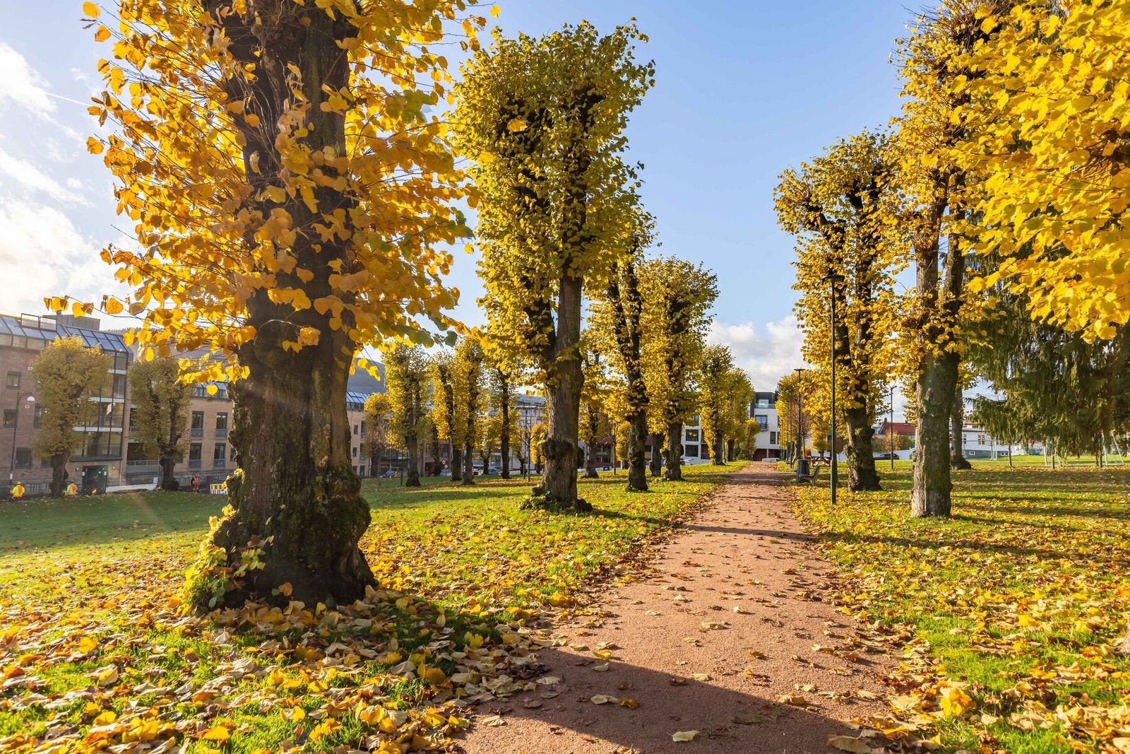 Parken i nærområdet. Galleribilde
