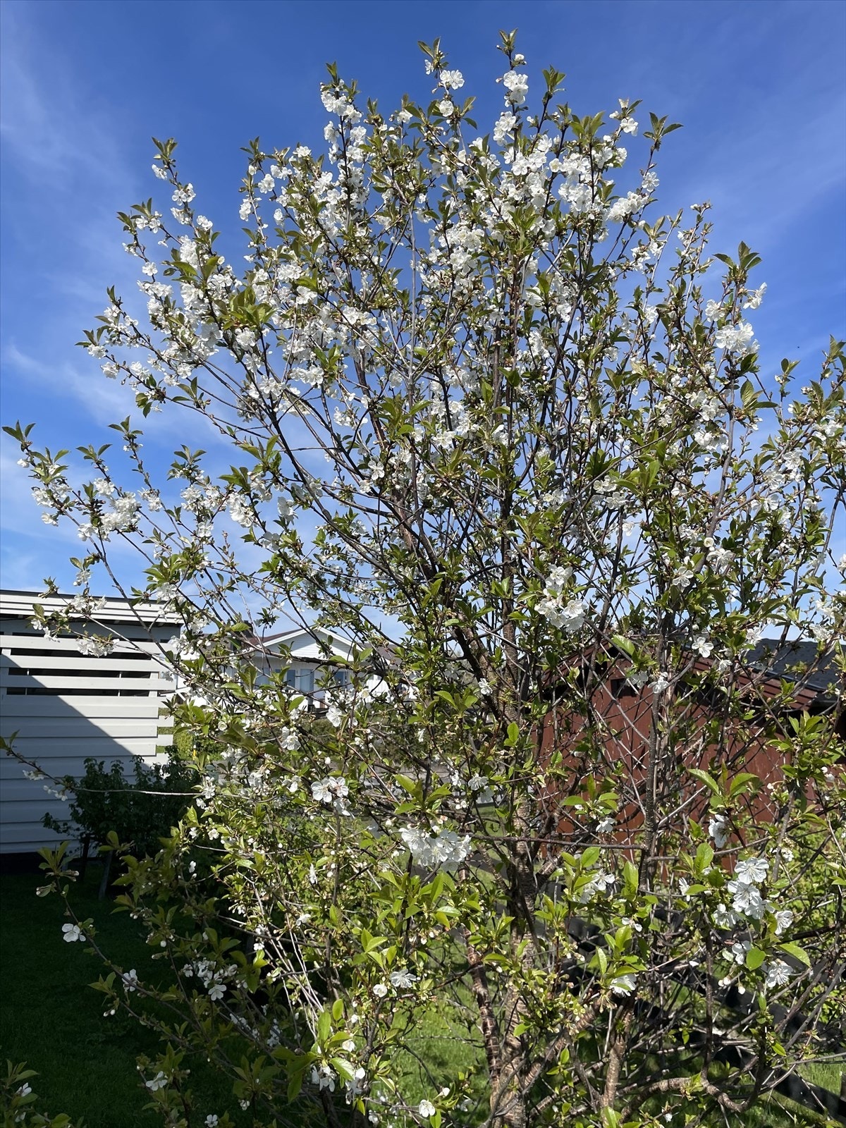 Selgers private bilde. Galleribilde