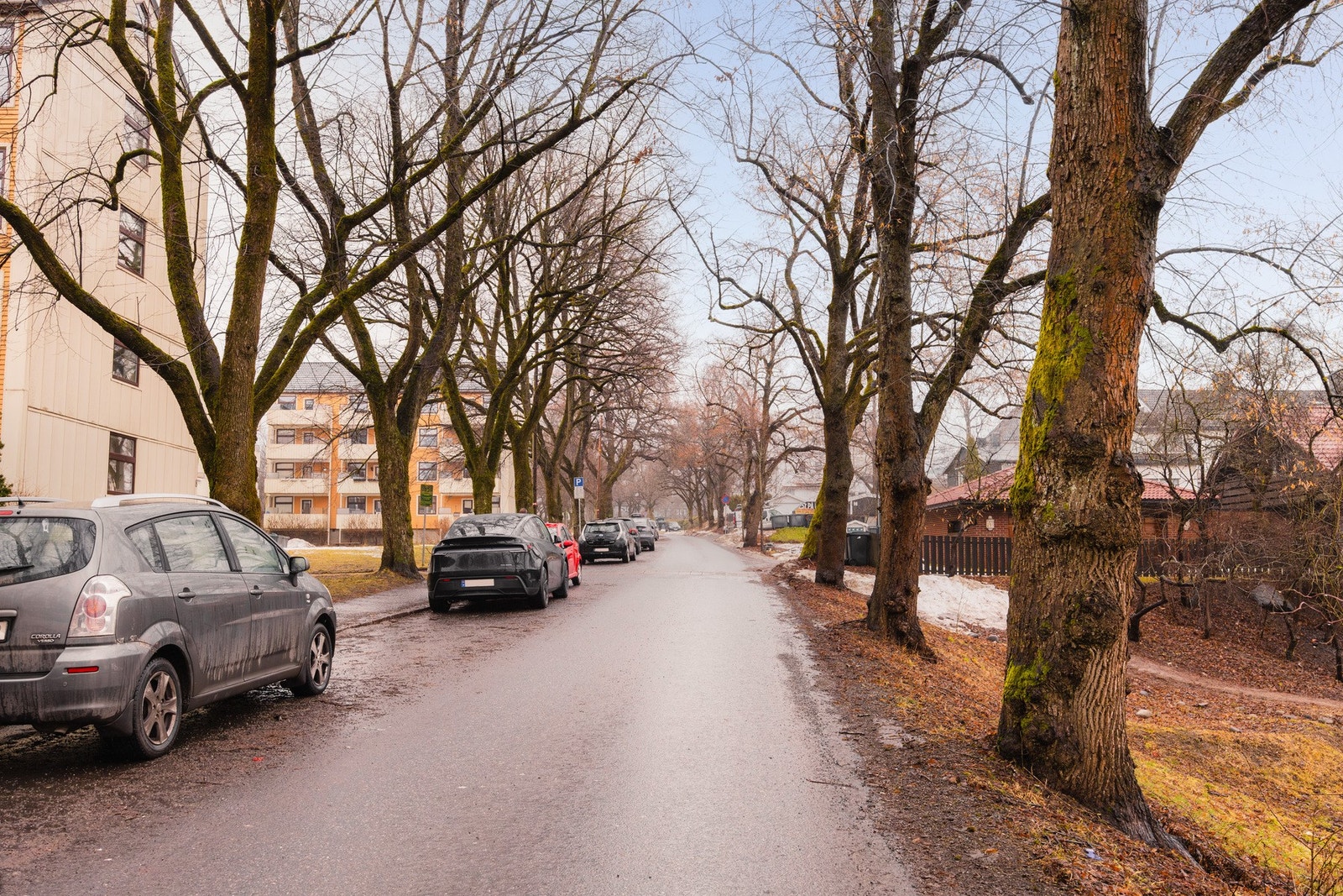 - Flott allé med lite trafikk - Galleribilde