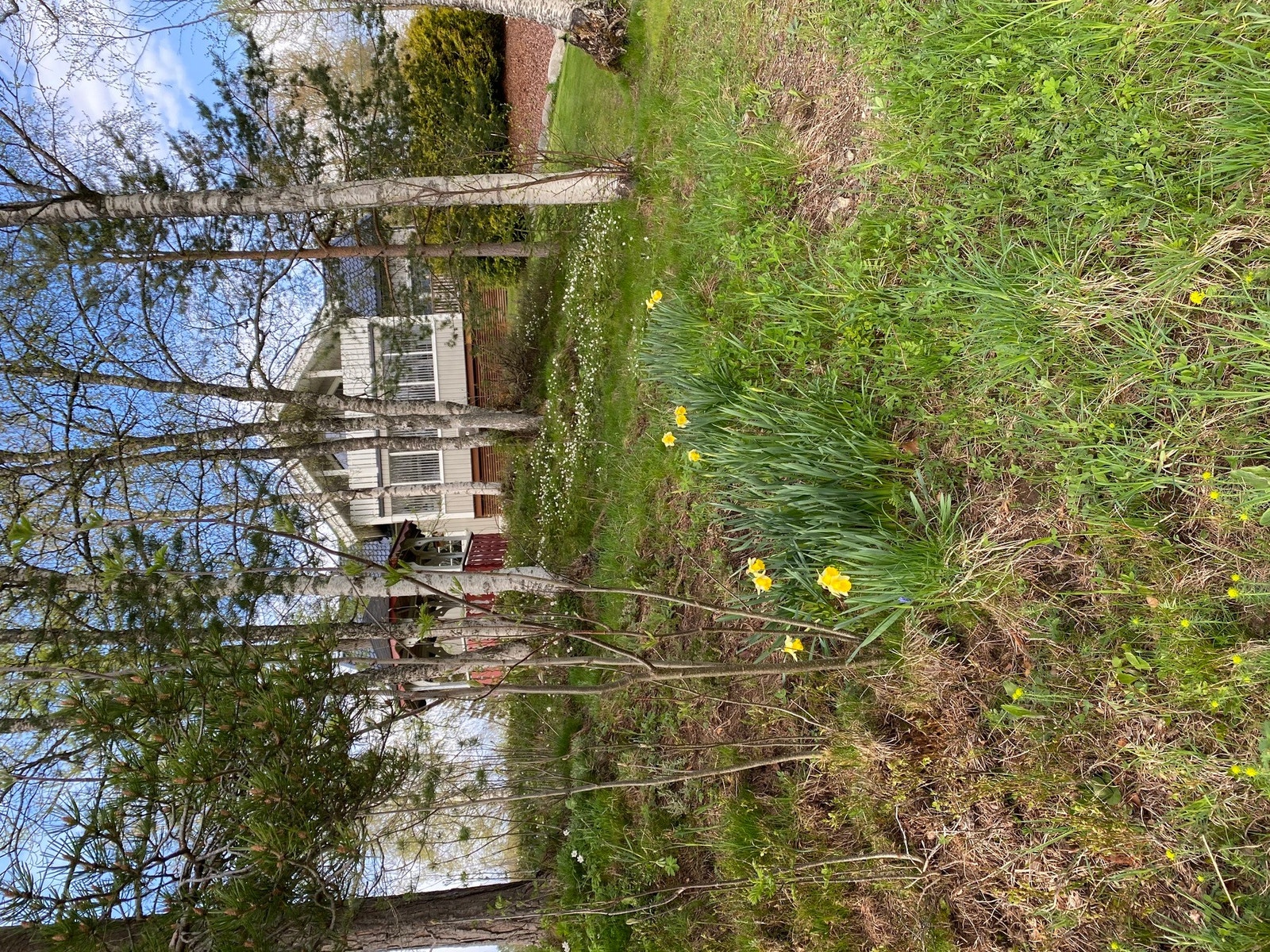 Hage med blomster og grønne omgivelser. Privat bilde. Galleribilde