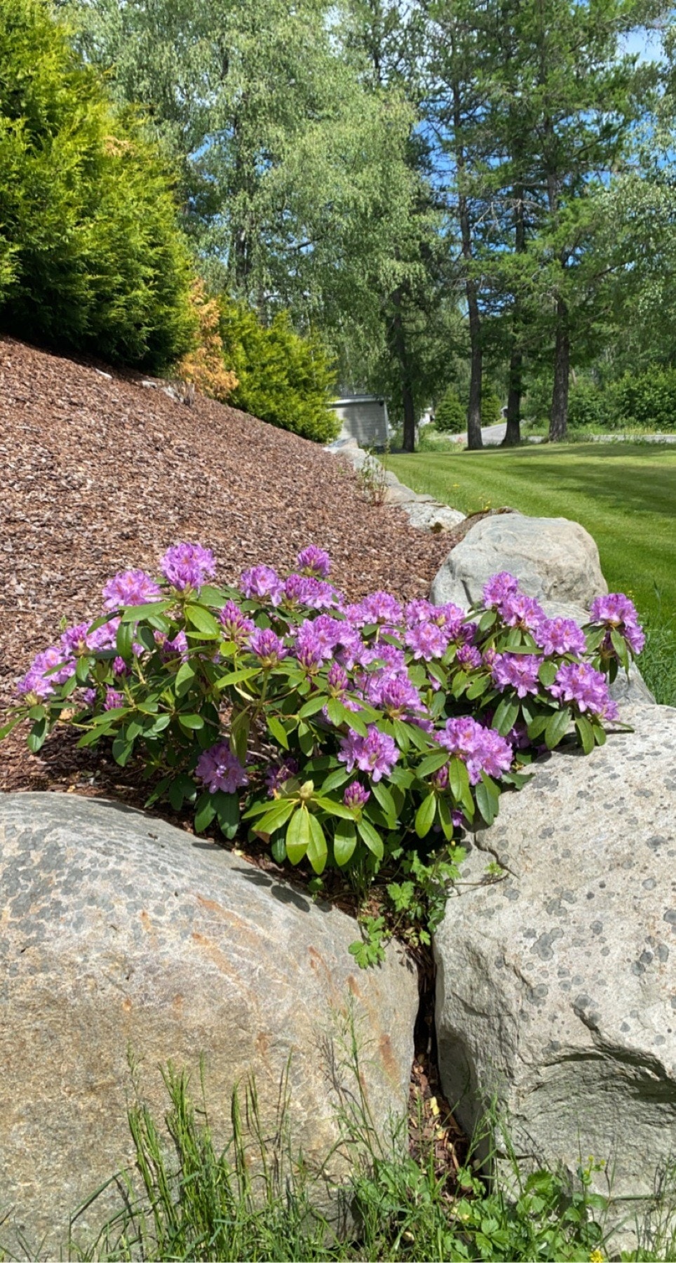 Uteområde med blomstrende rhododendron, steiner og plen. Privat bilde. Galleribilde