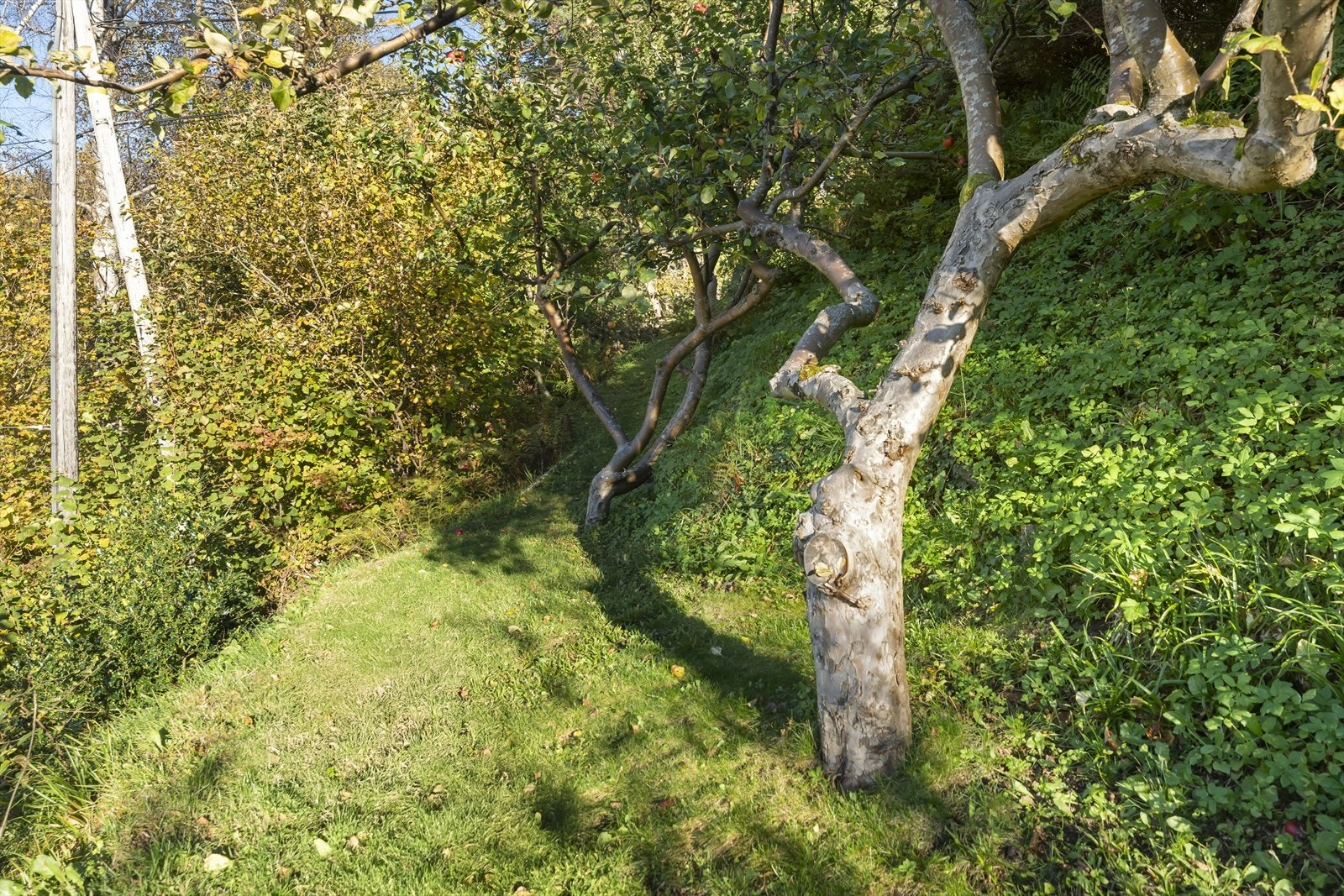 Frontsiden av tomten har egen "avdeling" for epletrær m.m. Galleribilde