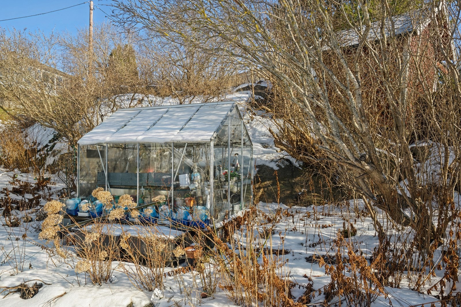 Drivhus i hagen Galleribilde