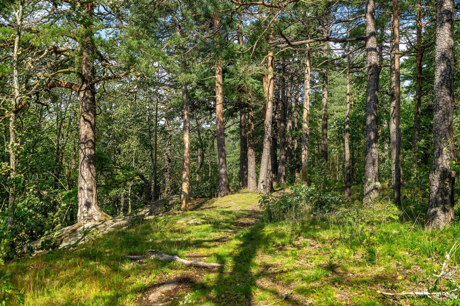 Turområder som nærmeste nabo Galleribilde