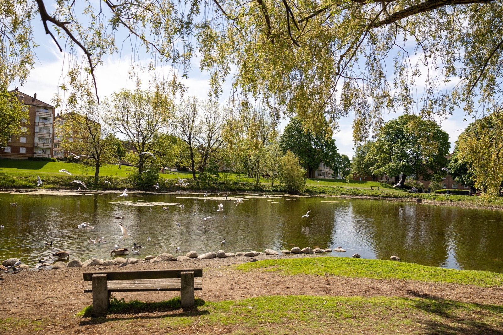 Hovindammen. Galleribilde