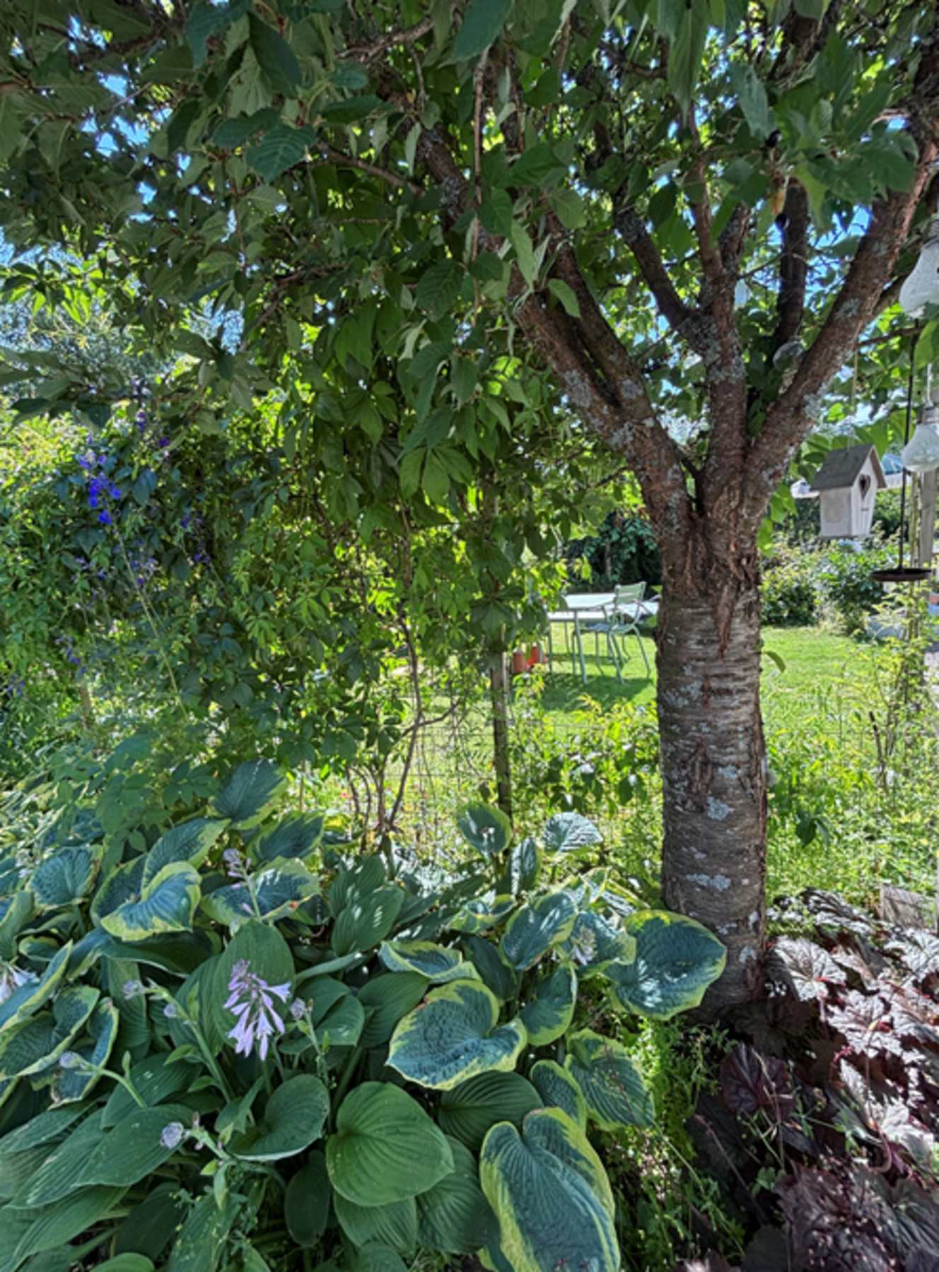 (Selgers egne bilder) Galleribilde