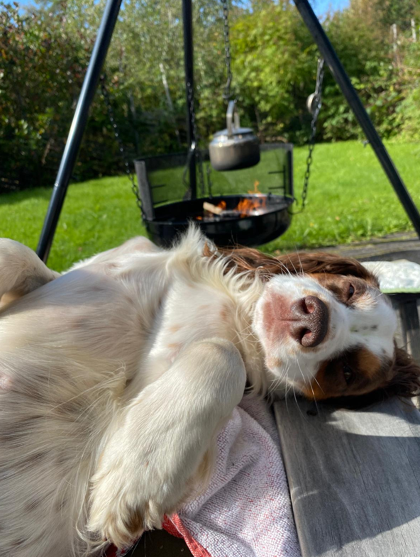 Her er det plass til både to og firbeinte. (Selgers egne bilder) Galleribilde