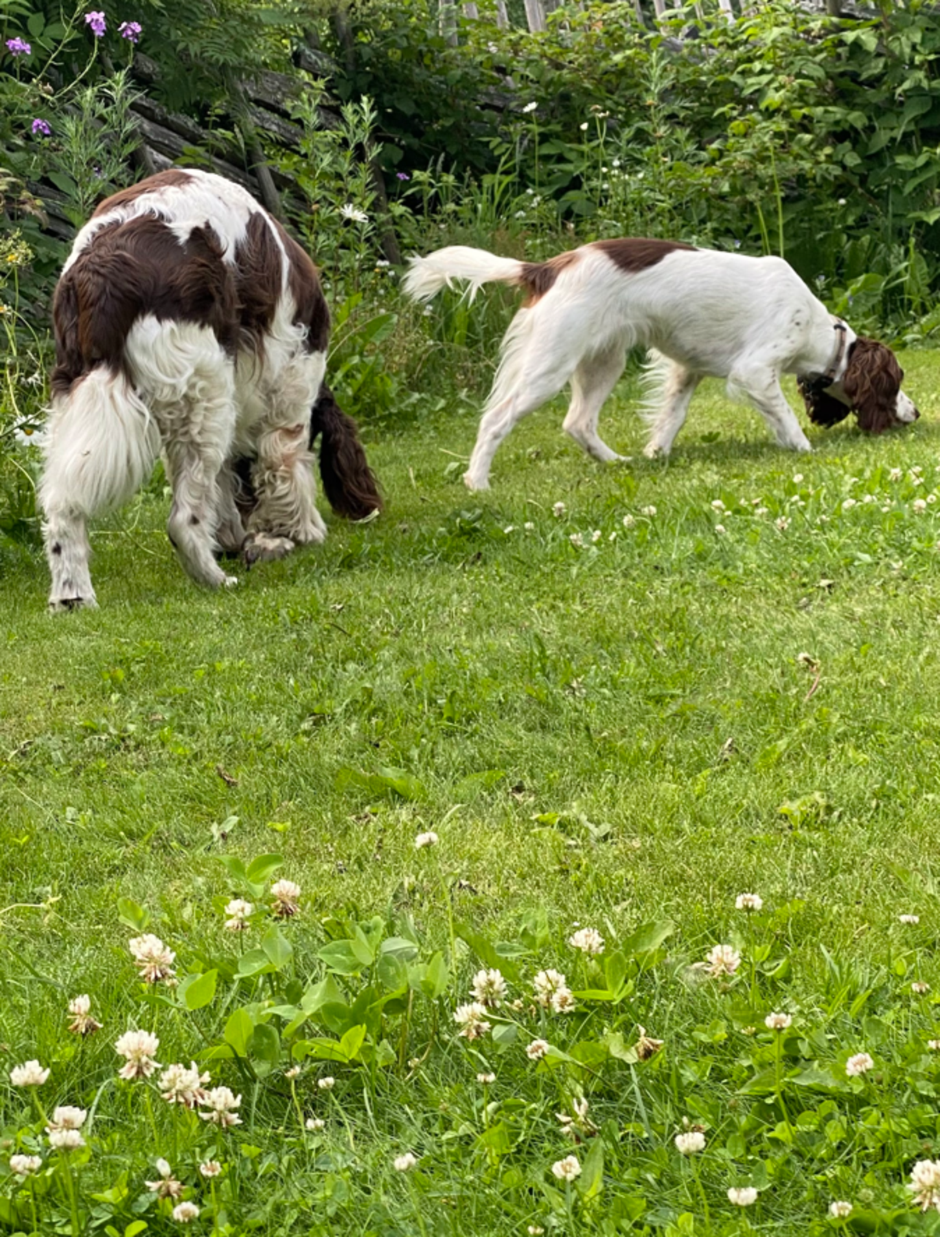 (Selgers egne bilder) Galleribilde