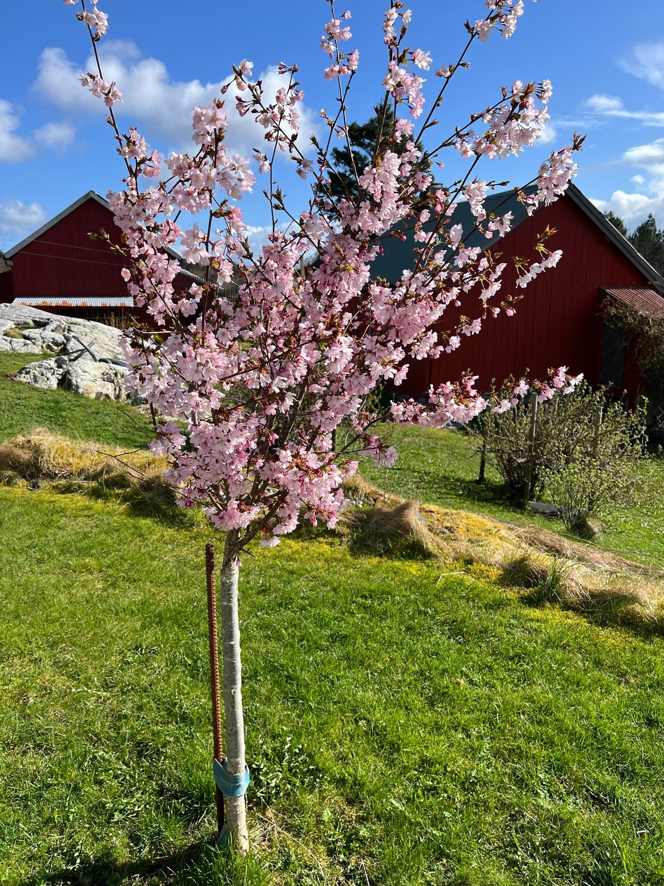Bilder tatt av selger. Galleribilde
