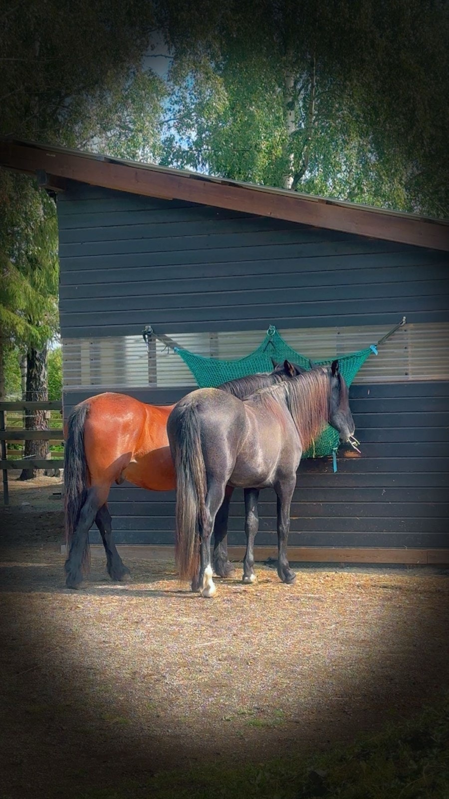 Bilde fra selger. Galleribilde