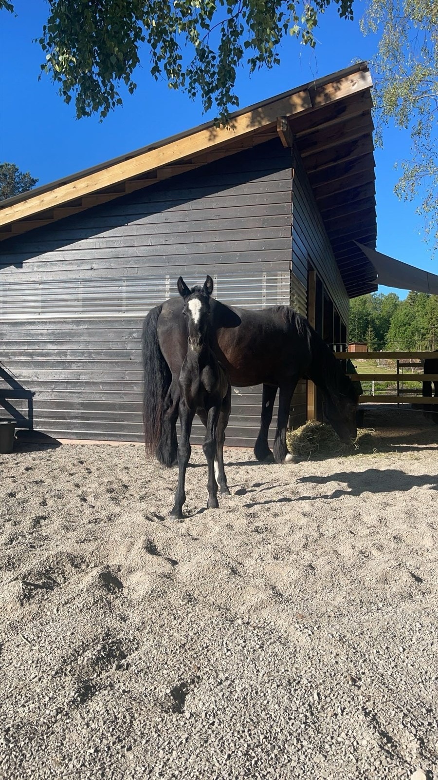 Bilde fra selger. Galleribilde