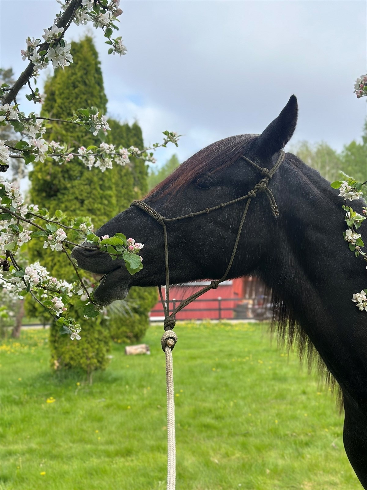 Bilde fra selger. Galleribilde