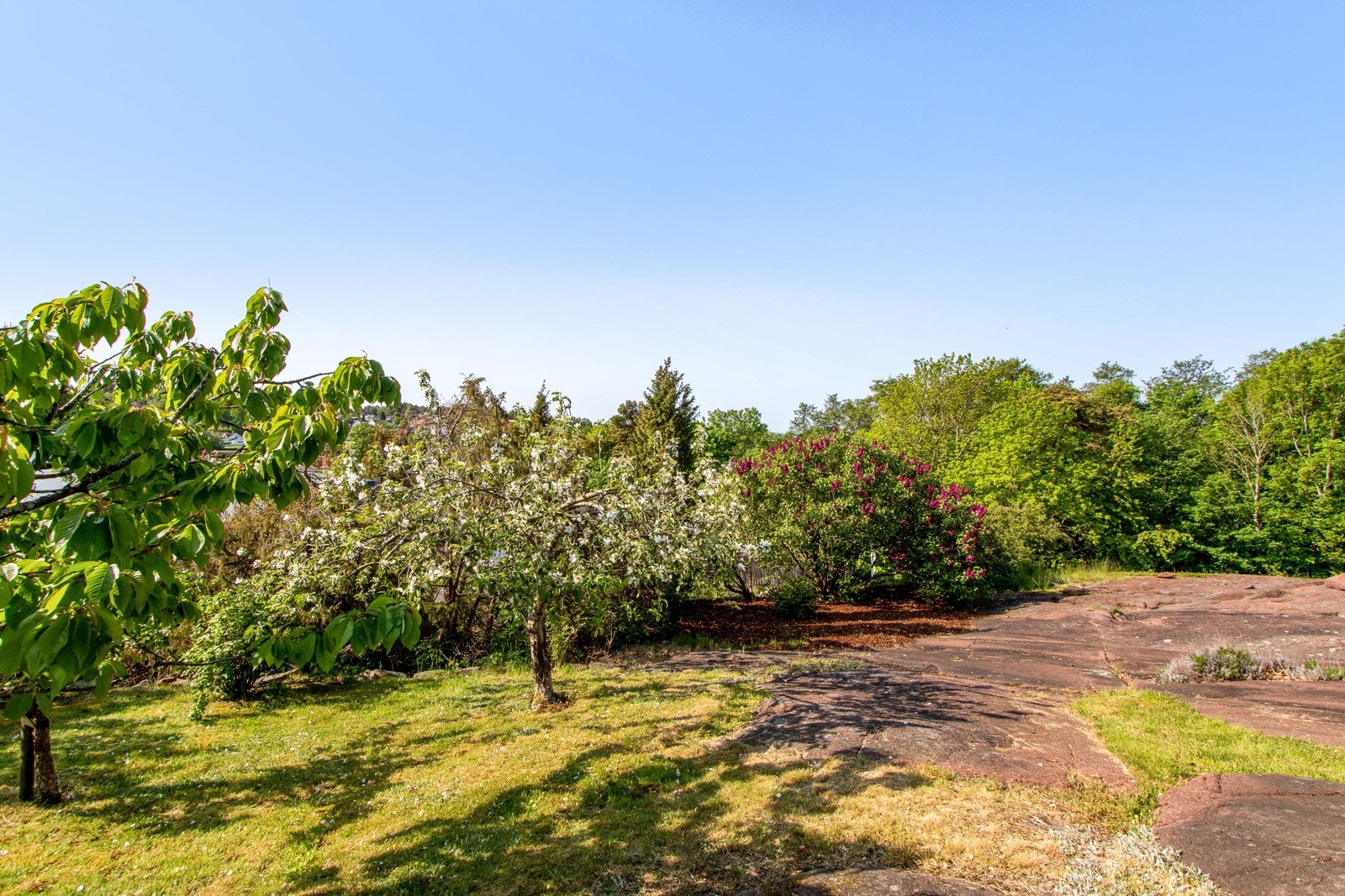 Det er egen frukthage på eiendommen. Galleribilde