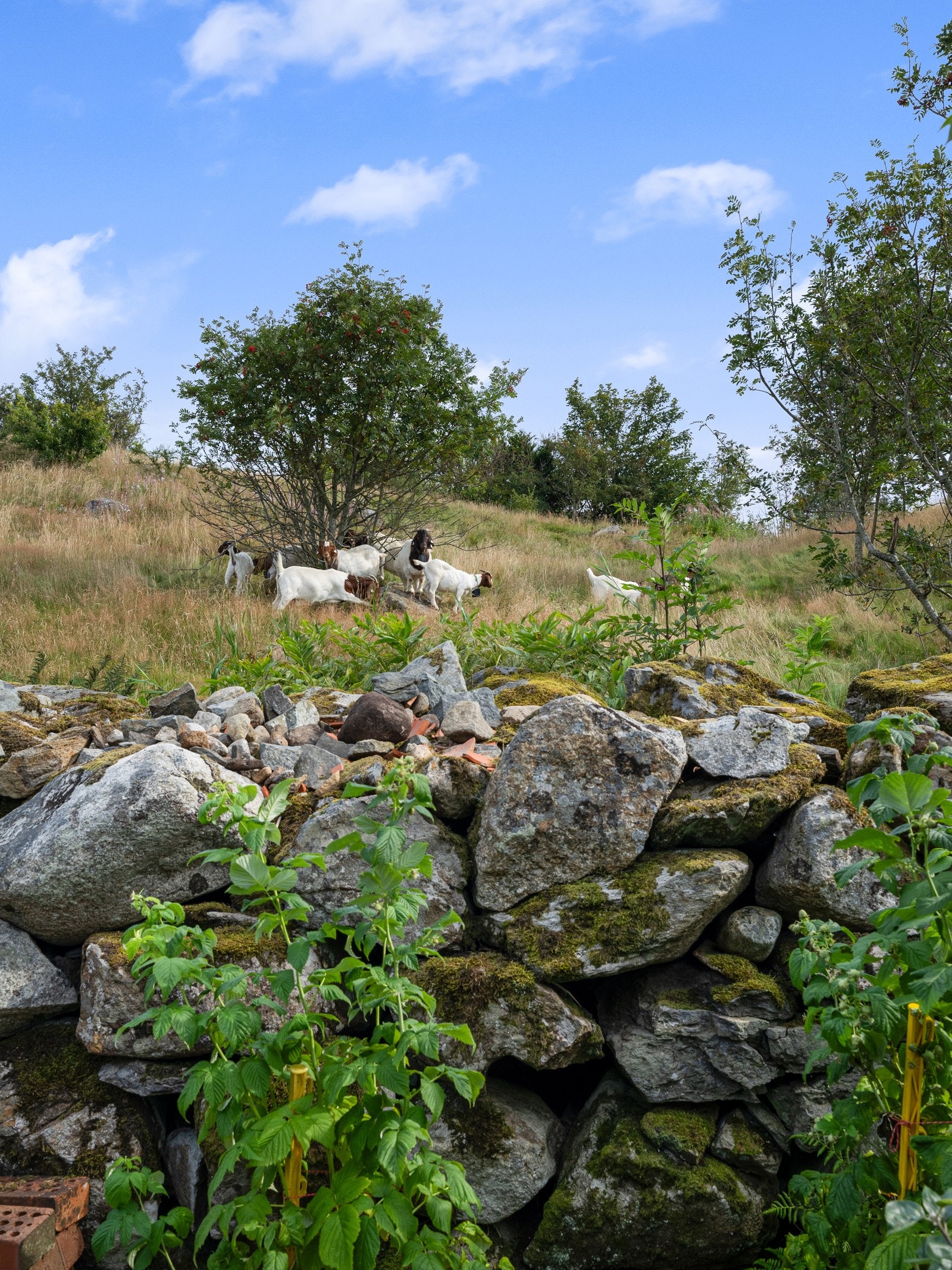 Rolig beliggenhet med friområde som nærmeste nabo. Galleribilde