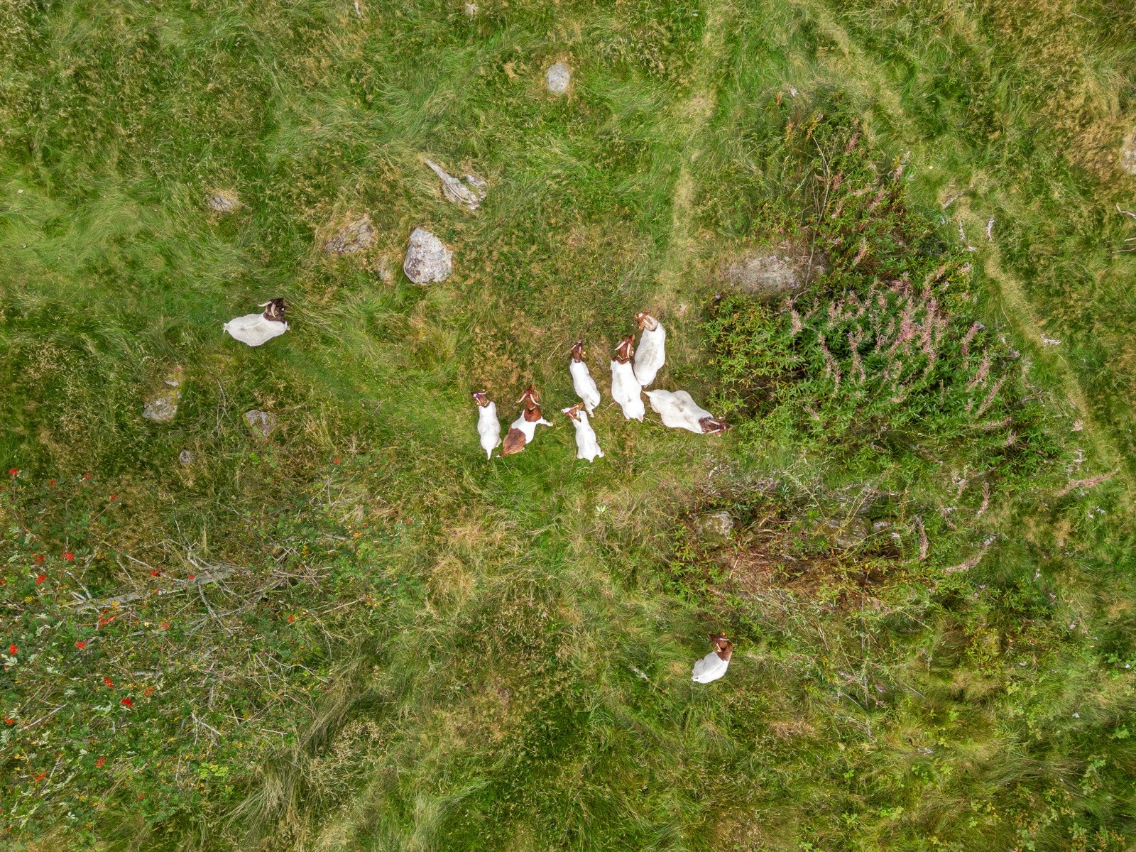 Koselig dyreliv med geiter rett utenfor boligen. Galleribilde