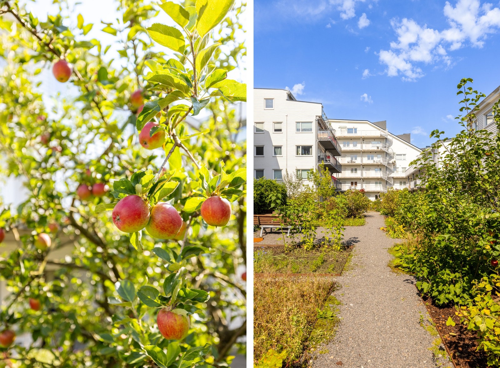 Idylliske omgivelser i bakgården. Galleribilde