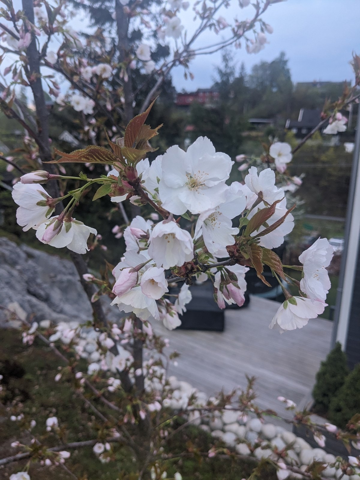 Selger sine private bilder Galleribilde