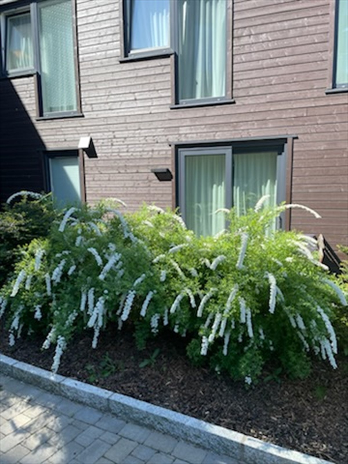 Sommerstemning (selgers bilde) Galleribilde