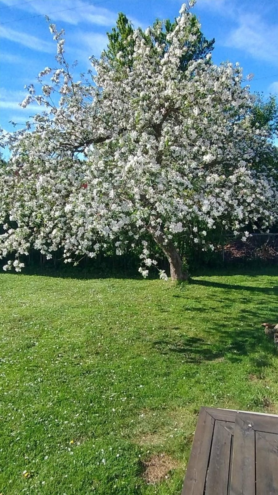 Selgers private bilde - Epletre i hagen i full blomst sommerstid Galleribilde