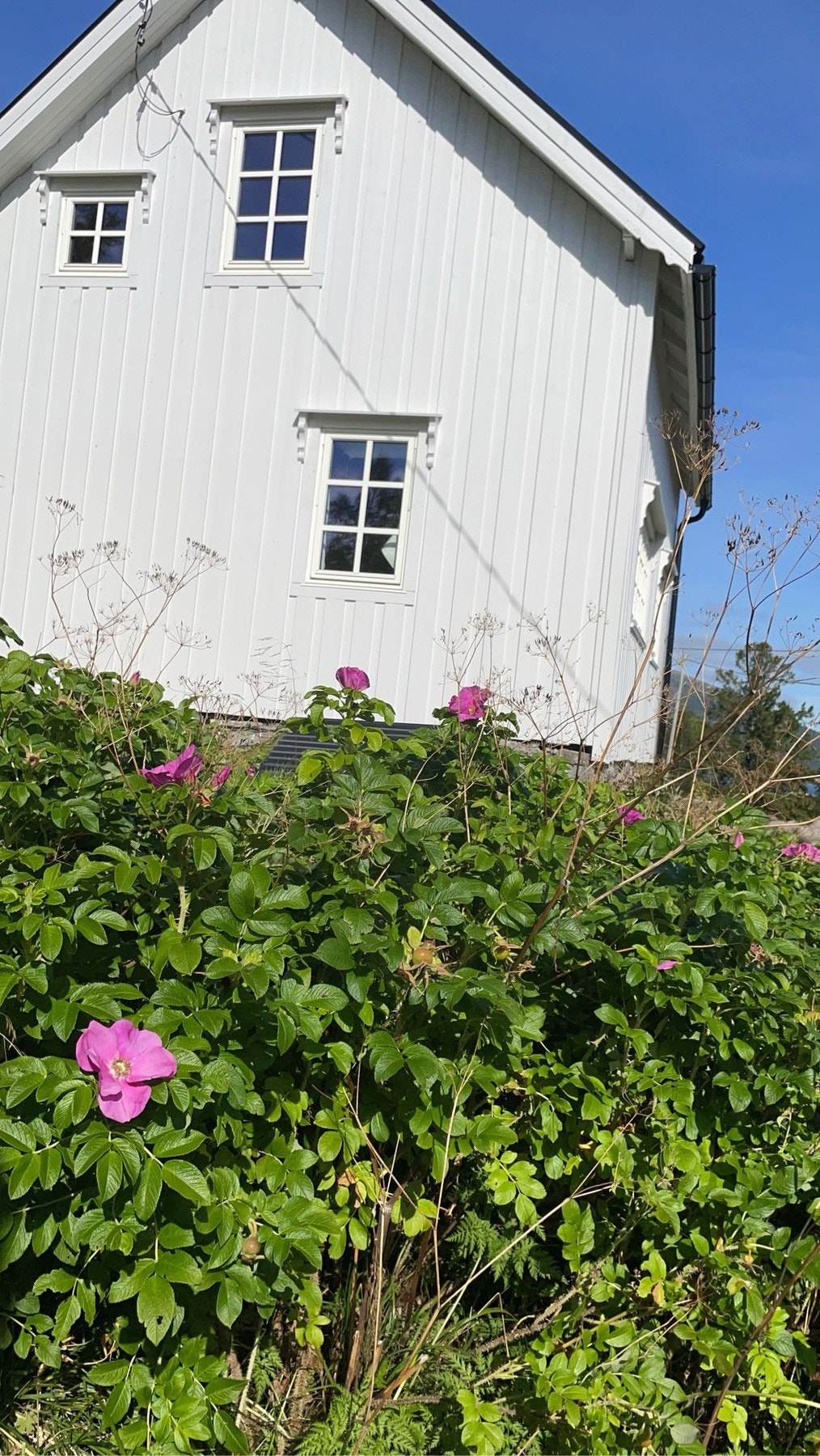 Private sommerbilde. Galleribilde