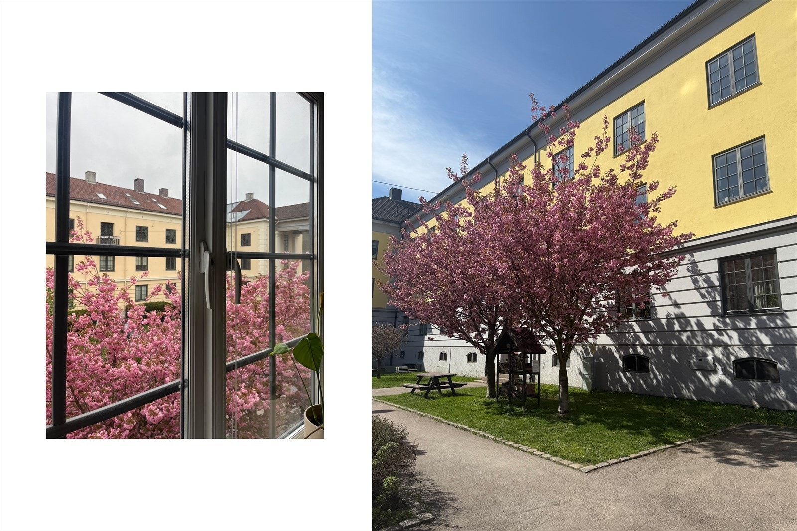 Selgers eget bilde av gårdsrommet i den fineste årstiden, når kirsebærtrærne står i blomst i april-mai. Fra stuevinduet er det nydelig utsikt mot kirsebærtreet. Galleribilde