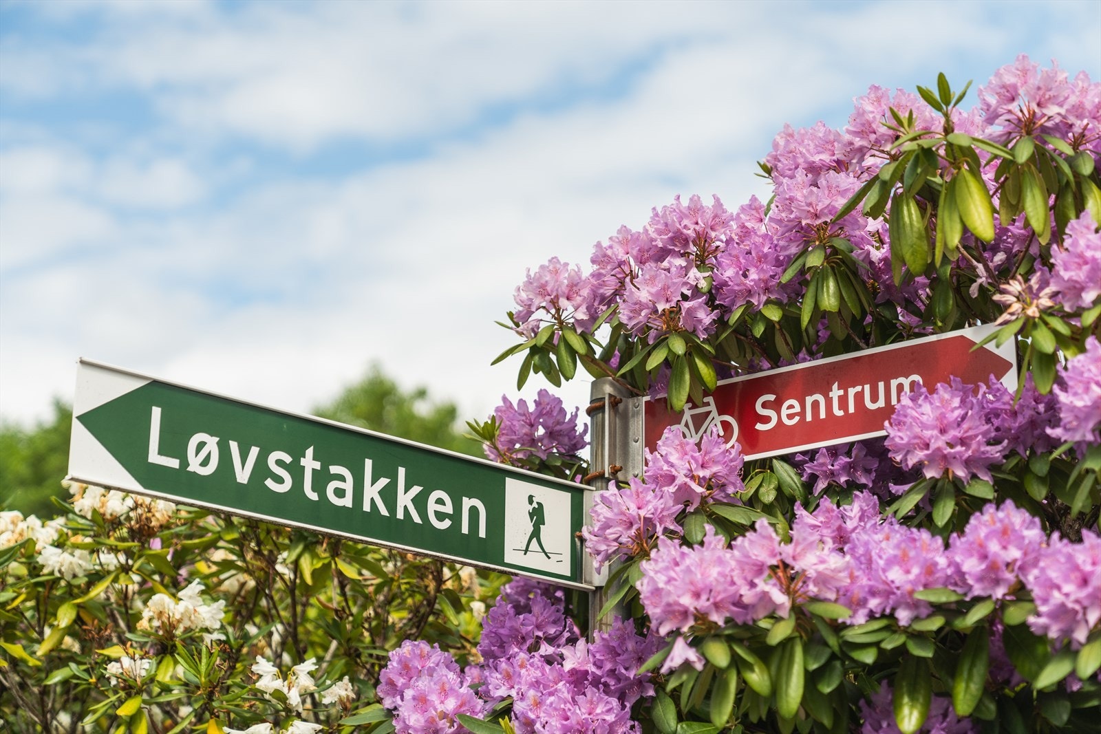 Herfra kan man gå videre opp til Løvstakken Galleribilde