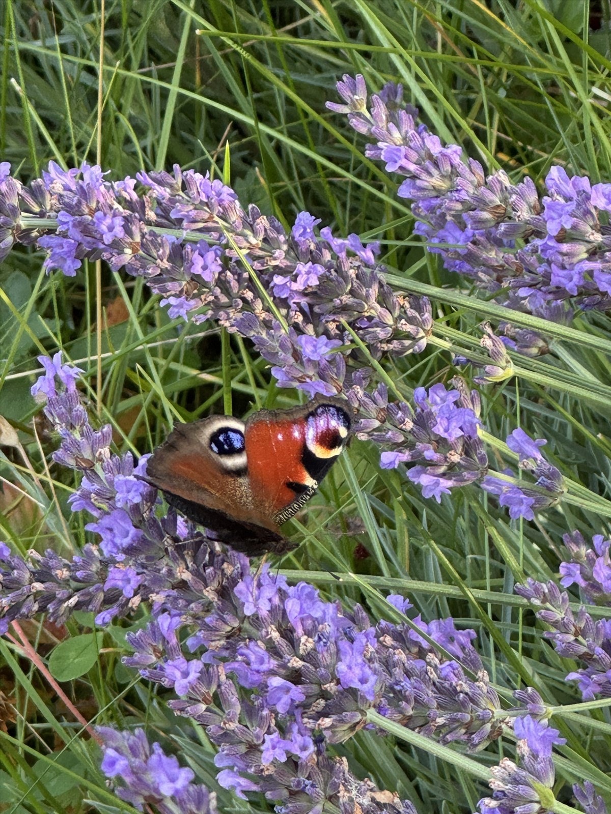 Hagens beplantning inviterer både bier og sommerfugler på besøk. Galleribilde