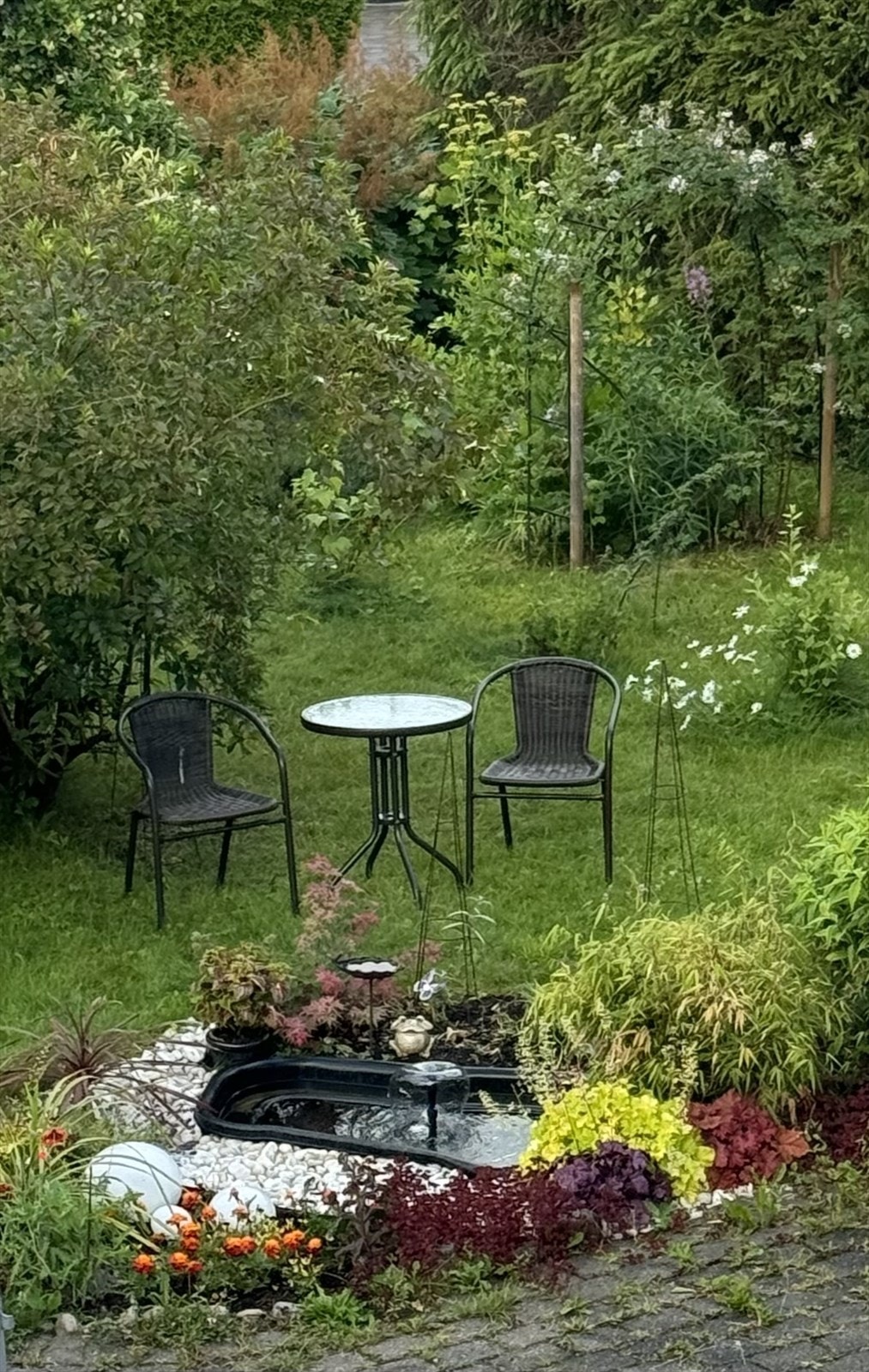 Finn roen ved hagedammen med fontene i den delen av hagen med urte- og bærbusker. Galleribilde