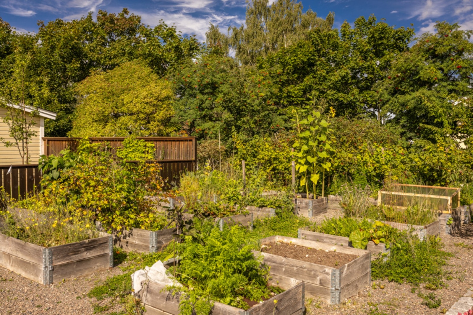 Keyserløkka øst har eget hagelag hvor du kan dyrke egne grønnsaker. Galleribilde