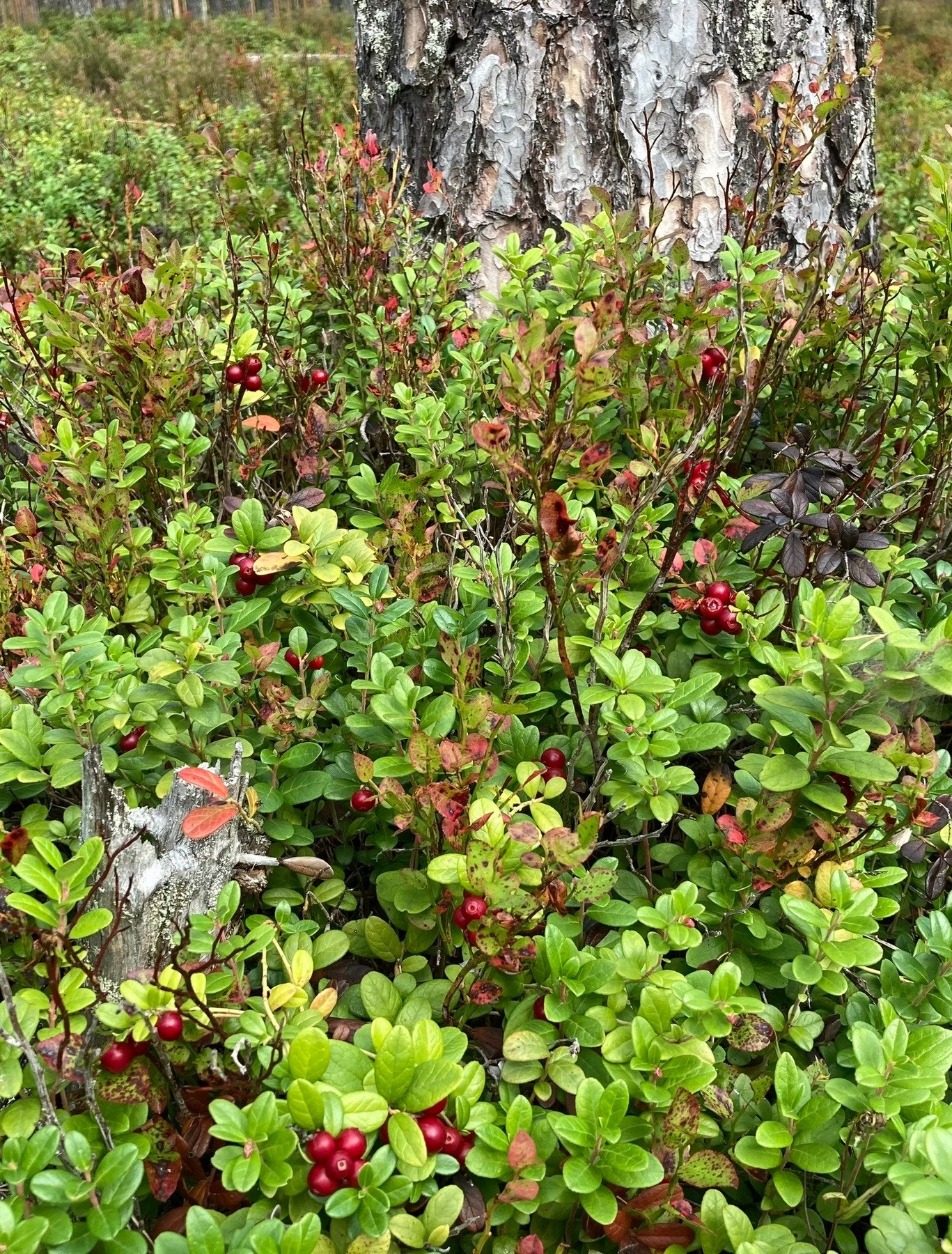 Selger egne bilder. Galleribilde