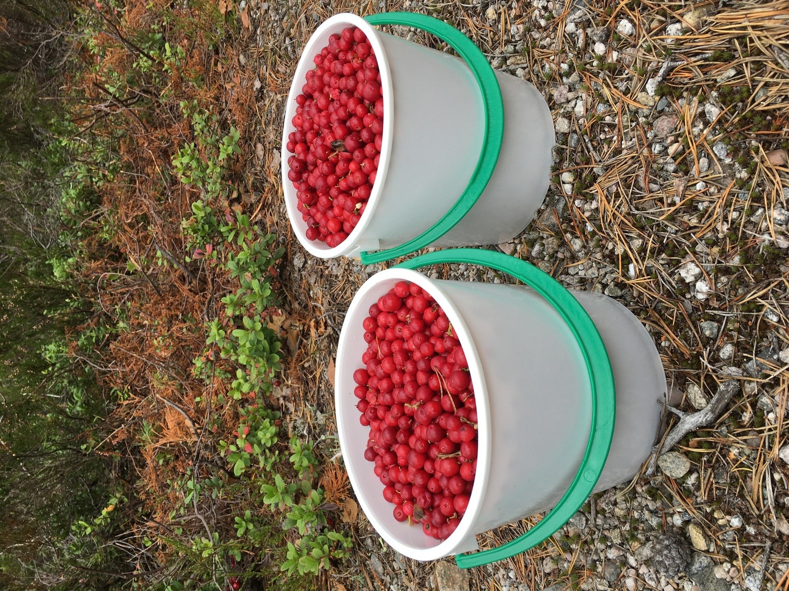 Selger egne bilder. Galleribilde