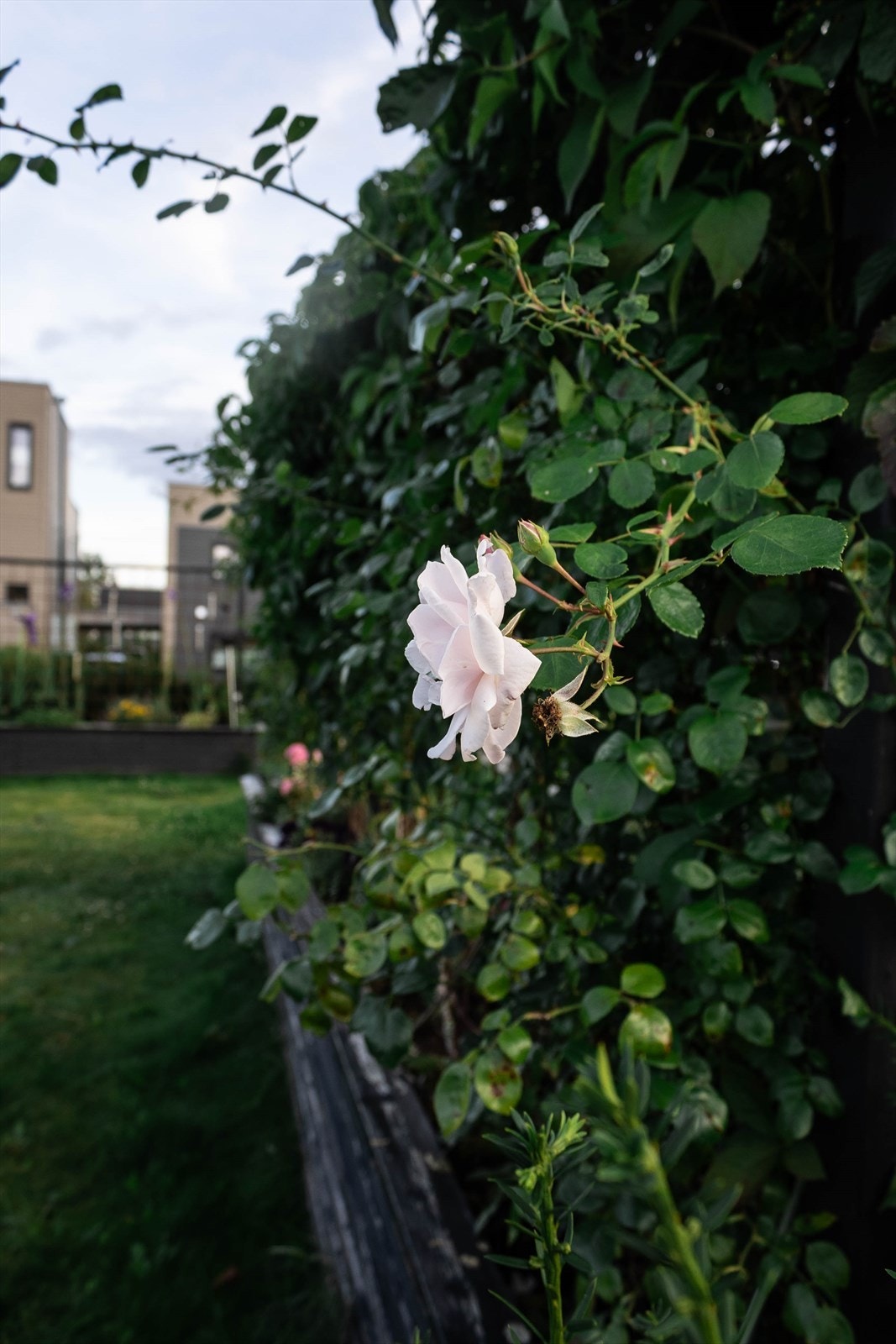 Selgers egne bilder. Galleribilde