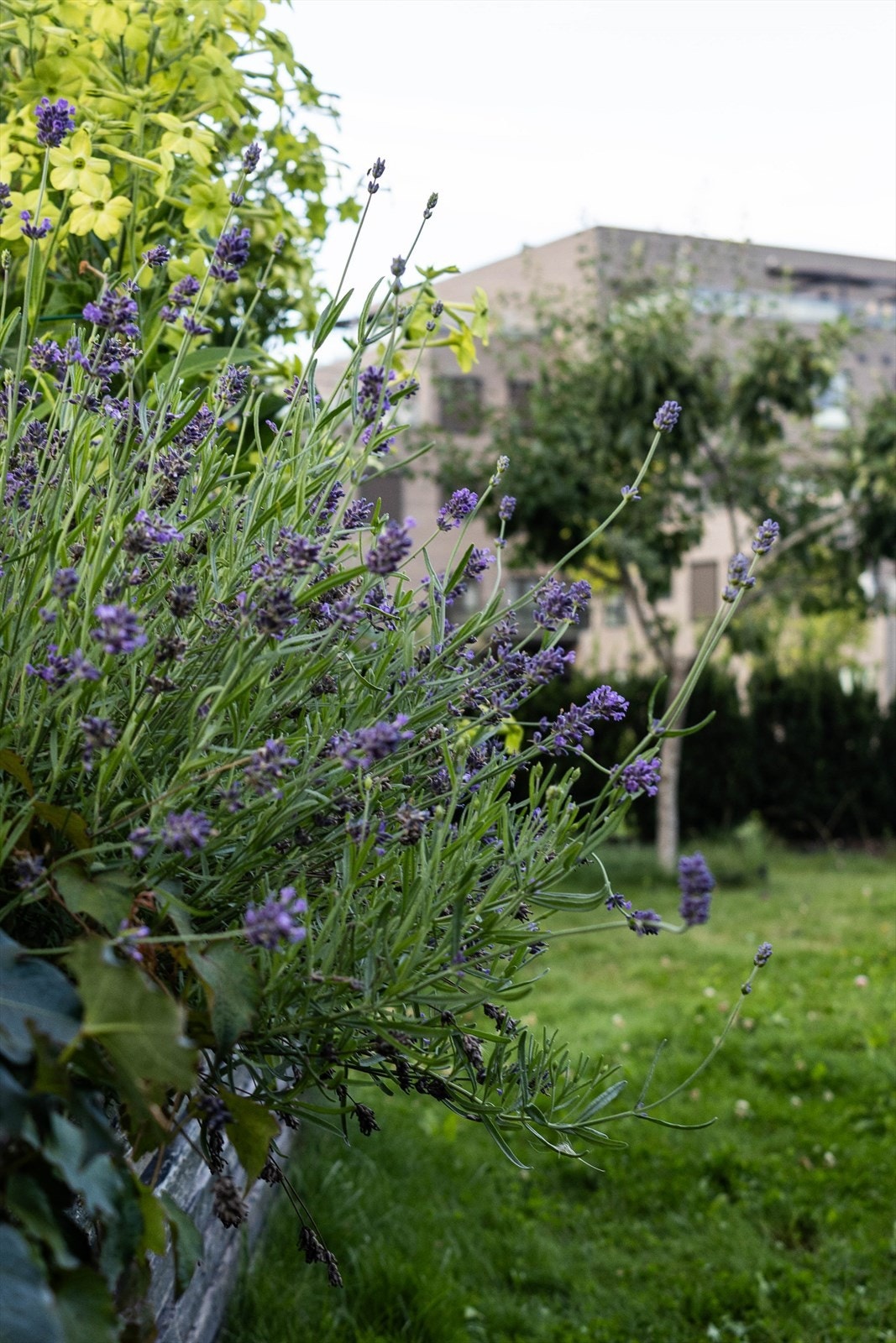 Selgers egne bilder. Galleribilde