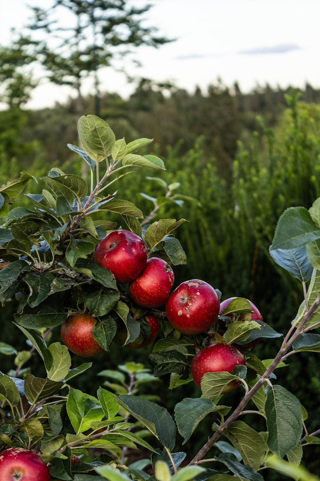 Selgers egne bilder. Galleribilde