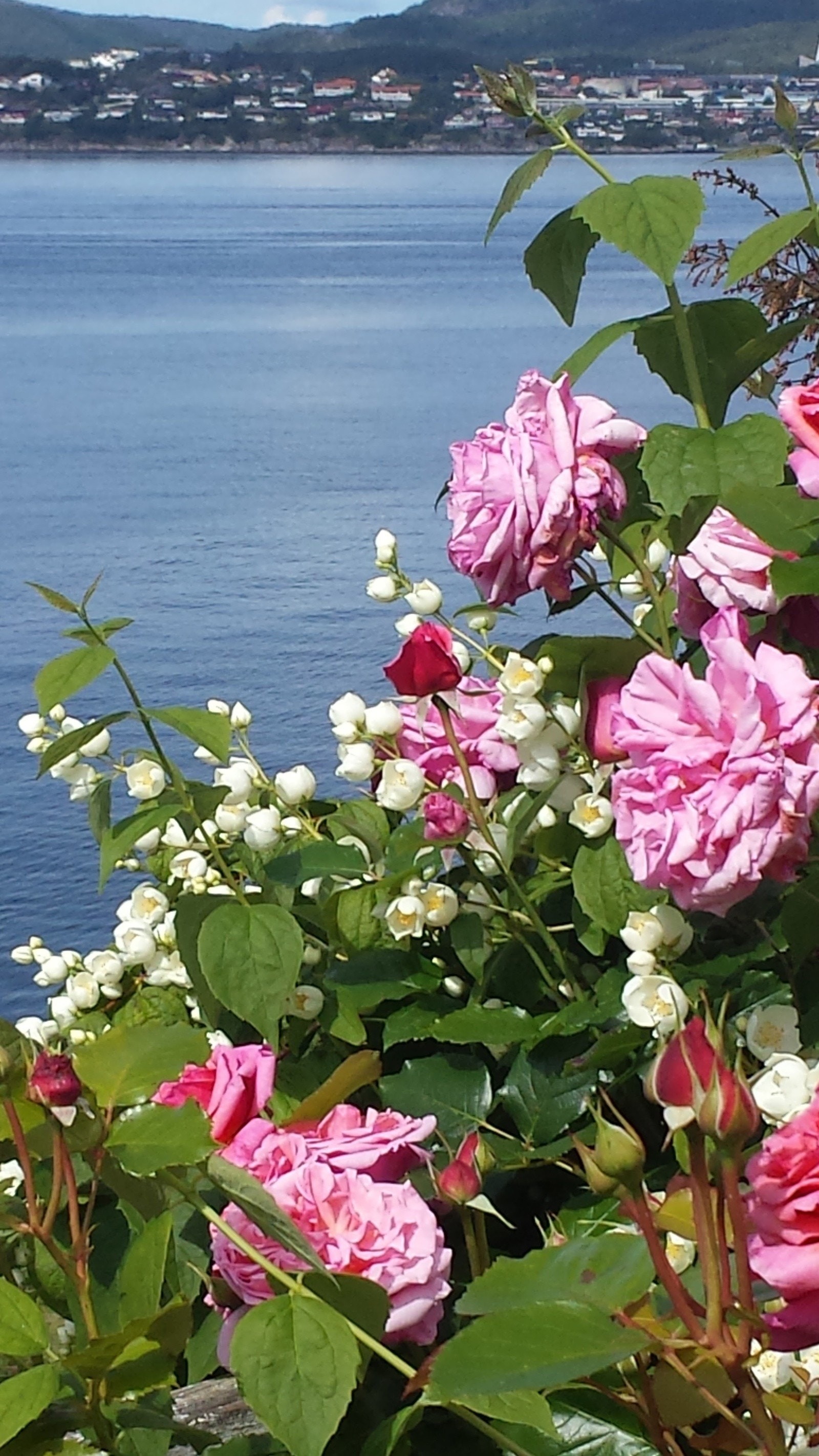 - Rosene i juli - Galleribilde