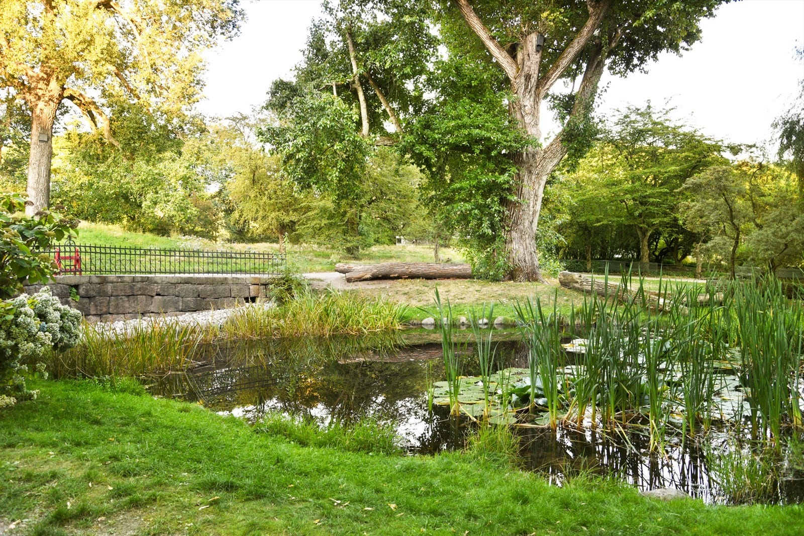 Kort vei til Botanisk hage med grønn helårsoase med stier, trær og blomsterprakt - perfekt for en pause fra bypulsen. Galleribilde