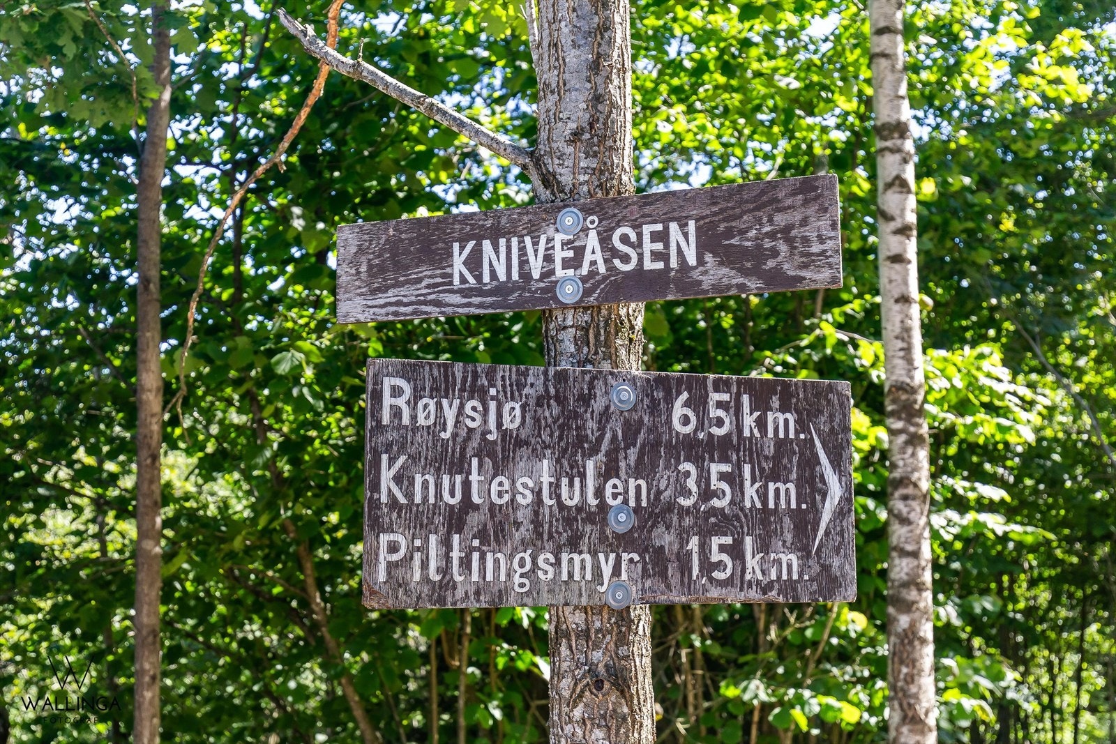 Fra leiligheten er det direkte utgang til nydelige turområder i Røysjømarka - og på vinterstid kjører preppemaskinen helt ned til innkjøringen til leilighetene Galleribilde