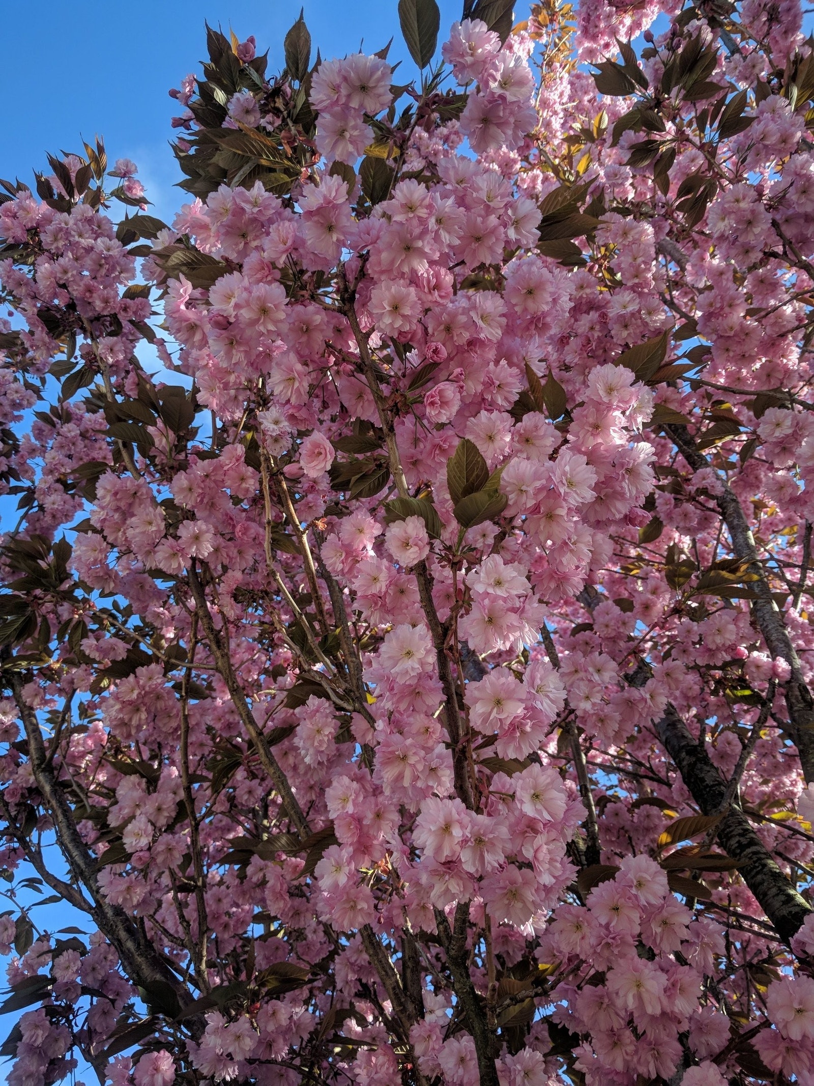 Tuntreet i mai! Galleribilde