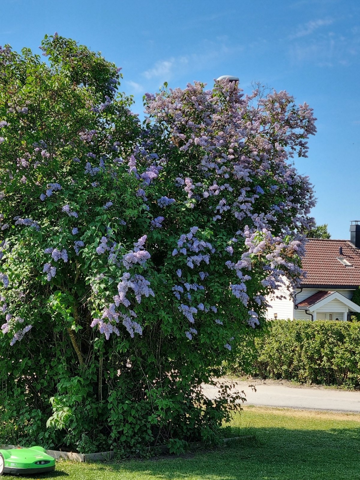 Selgers private bilde Galleribilde