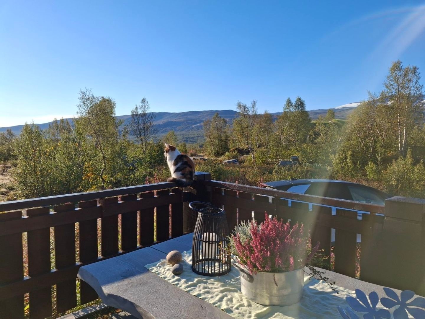 Selgers bilde: Her nyter katten utsikten mot sørøst. Eiendommen byr på flotte naturopplevelser gjennom alle årstider. Galleribilde